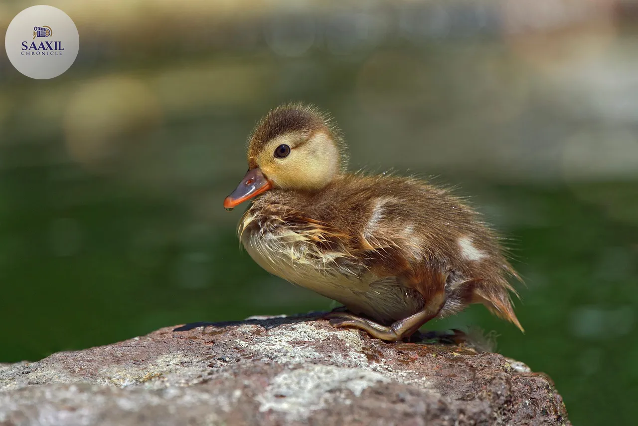 Ducks Cause Havoc in London's Financial District