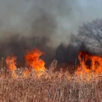Grass Fires Threaten Survival of UK's Rarest Wildlife Species