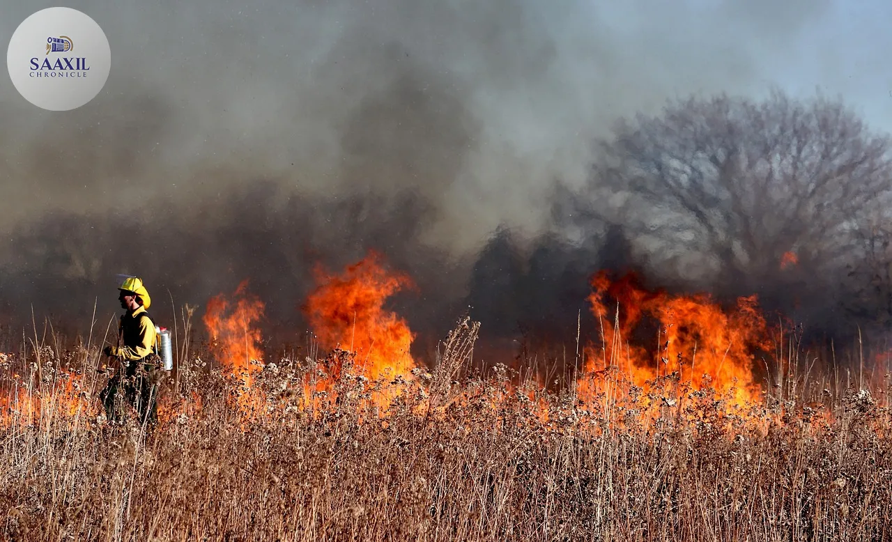 Grass Fires Threaten Survival of UK's Rarest Wildlife Species