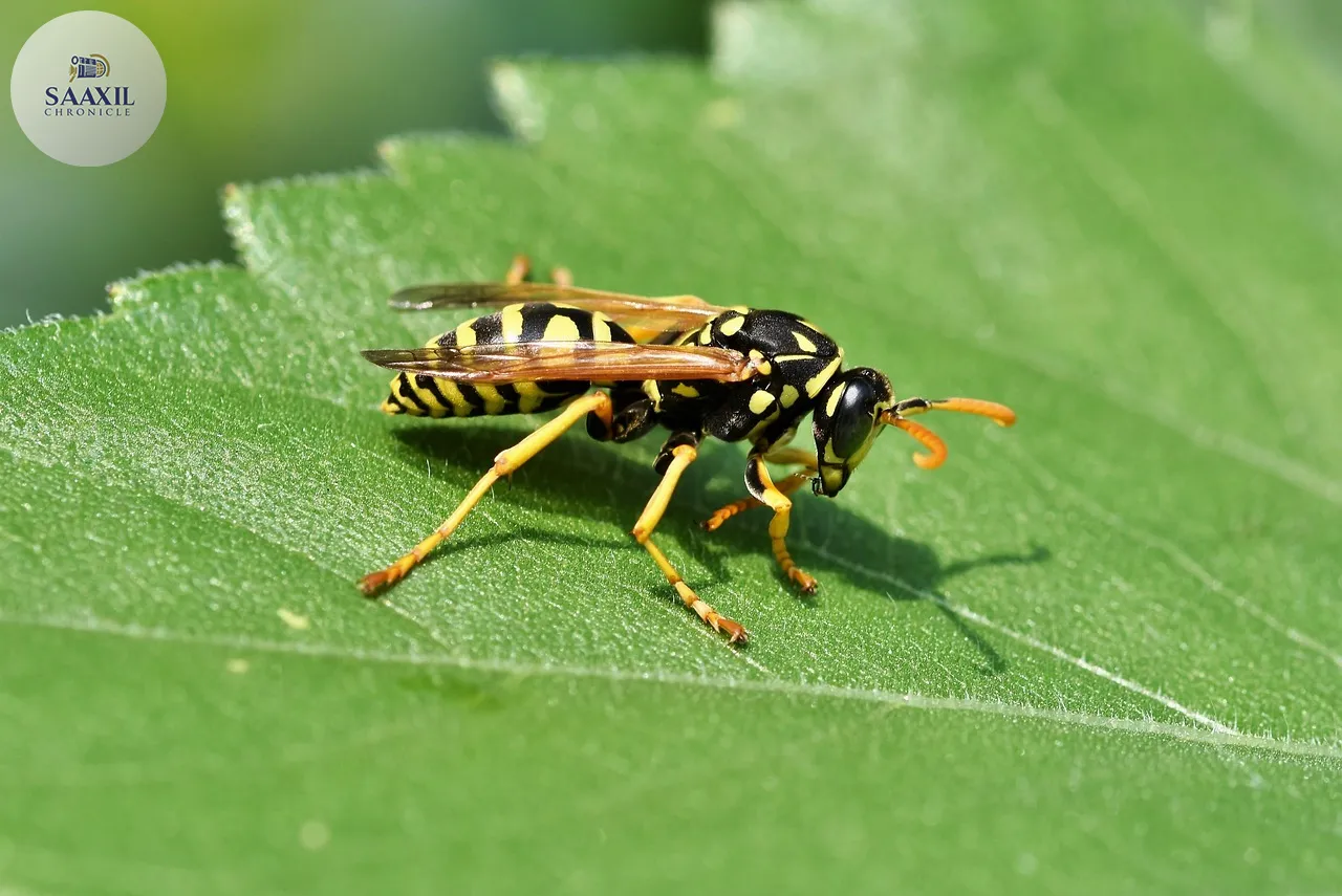 Natural Wasp Control: Harnessing the Power of Vinegar