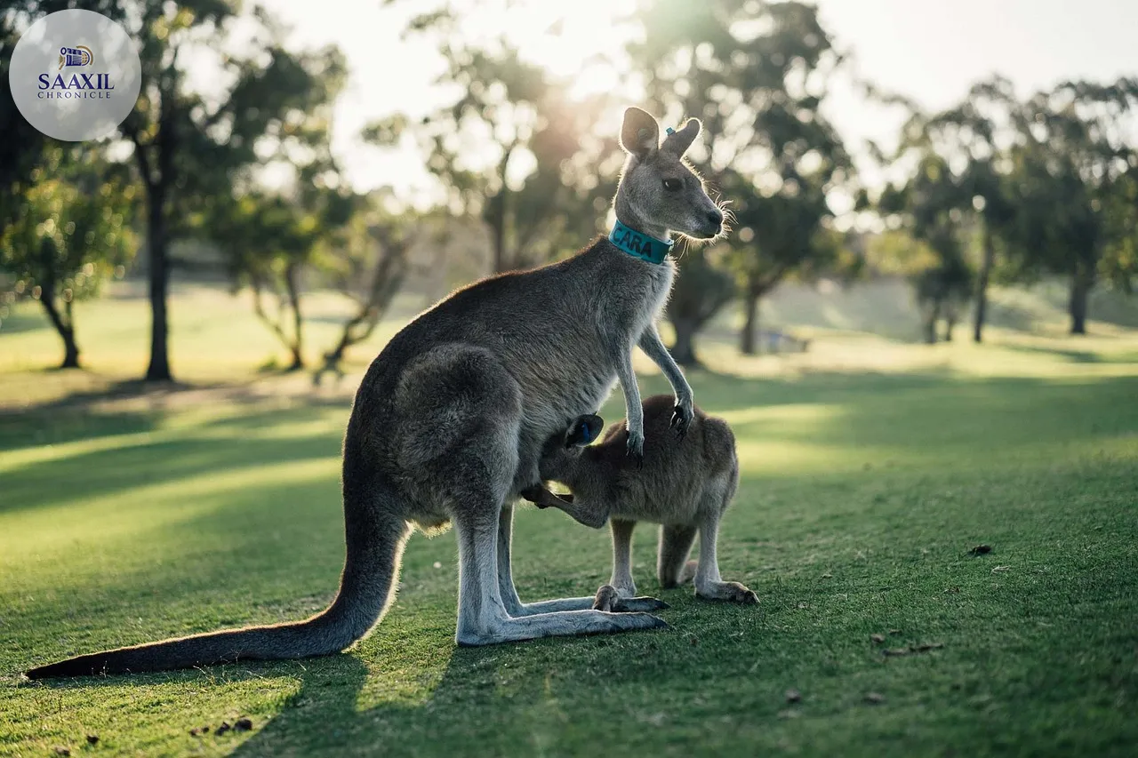 Australian Election Sees Independent Candidates Gaining Ground Amid Voter Discontent