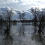 danube, flood, flooding, nature, flow, landscape, water