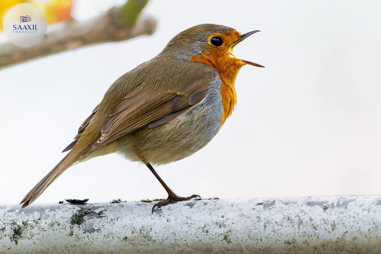 Winter soil turning gains traction as UK gardeners support robins and resilient gardens