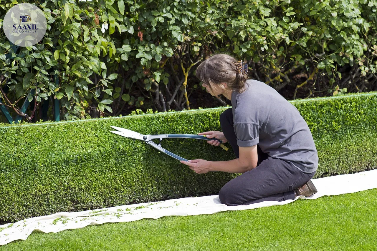 box hedge topiary, shears, gardener, trimming, rhs hyde hall, green box, shears, shears